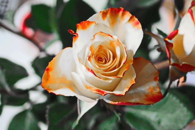 flower