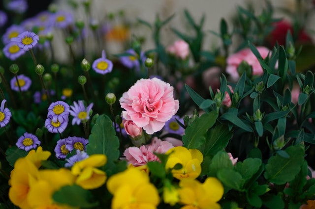 flowers
