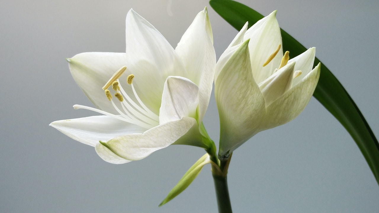 lilies