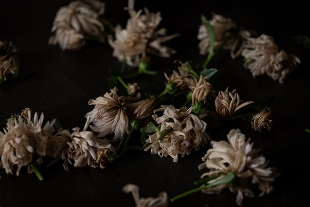 dead flowers