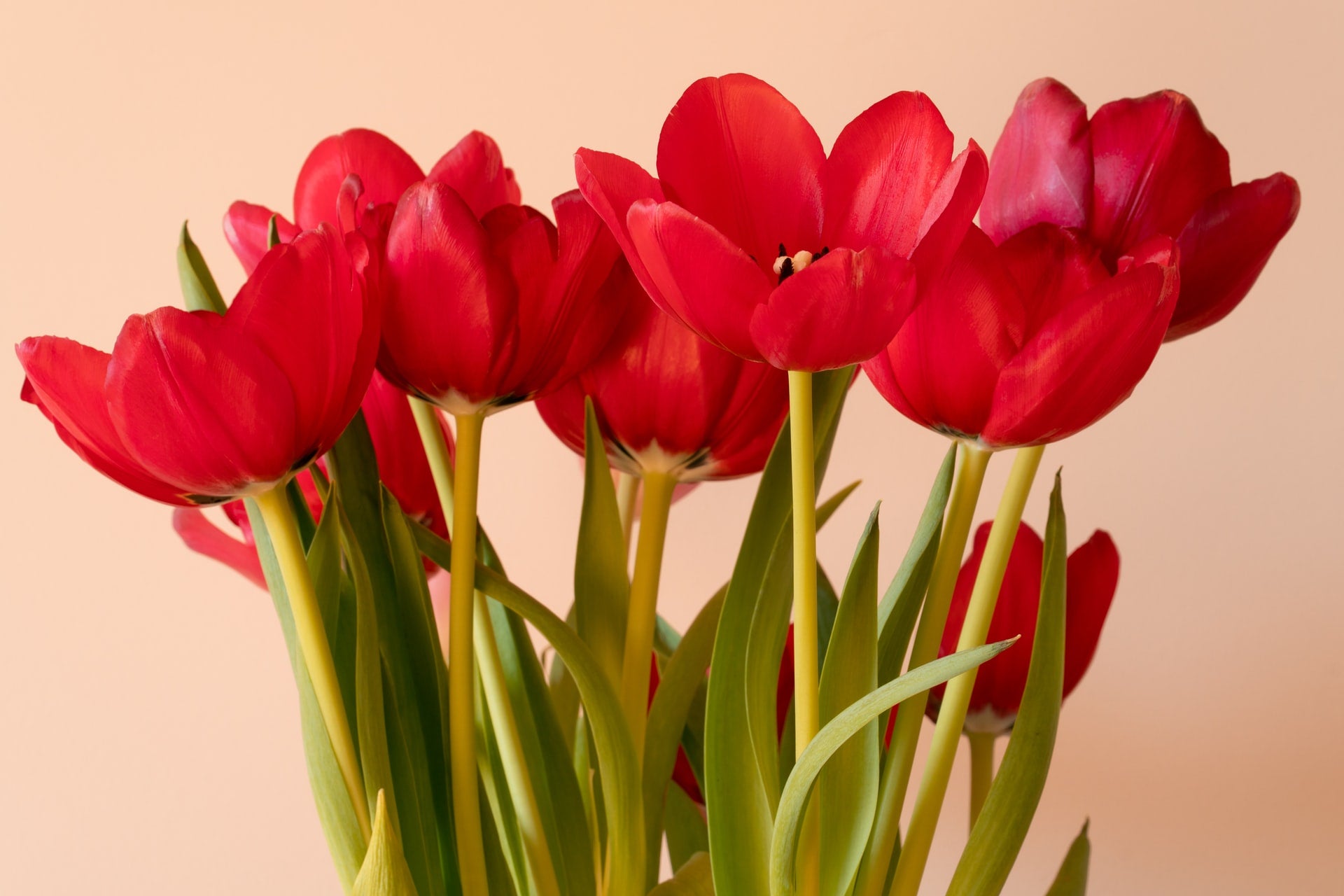 red tulip bouquet
