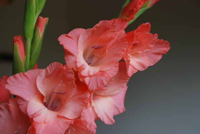 Gladiolus