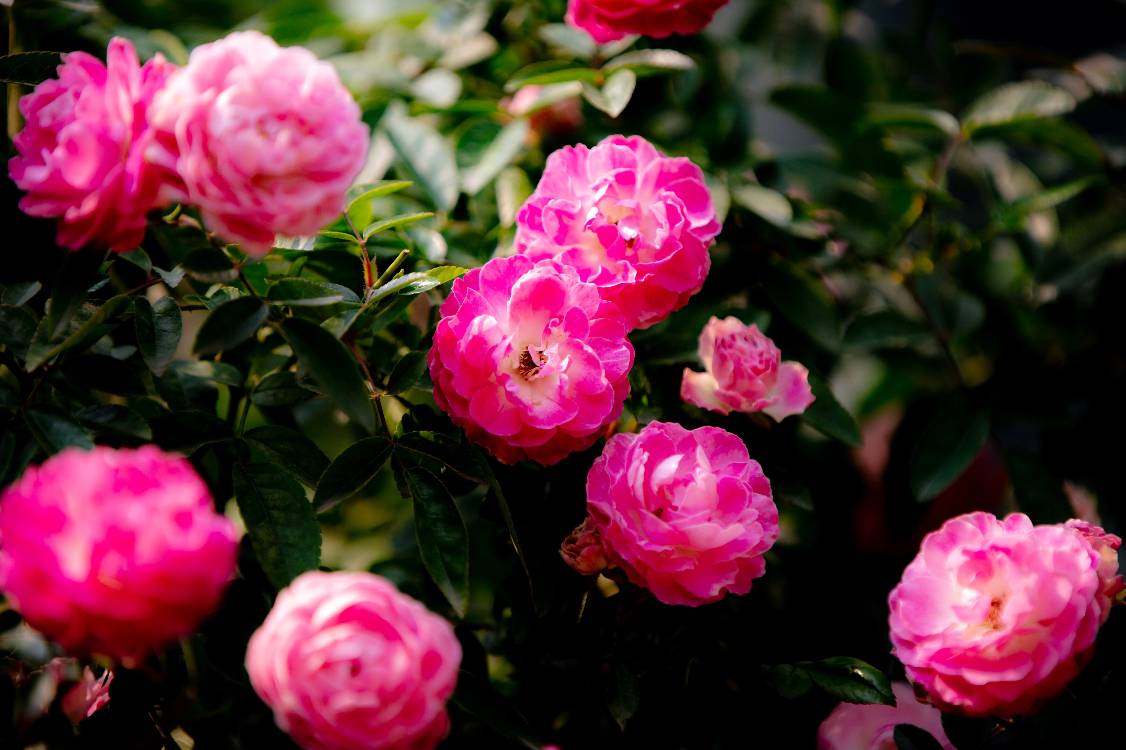 peony flower