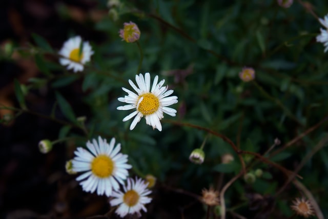 daisy