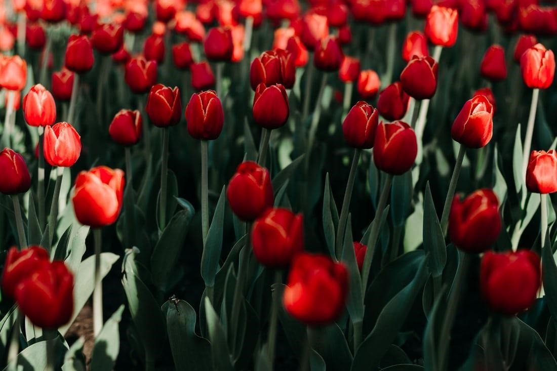 Send Online Flowers Dubai For A Mother’s day gift That Never Goes Out Of Style | Upscale and Posh