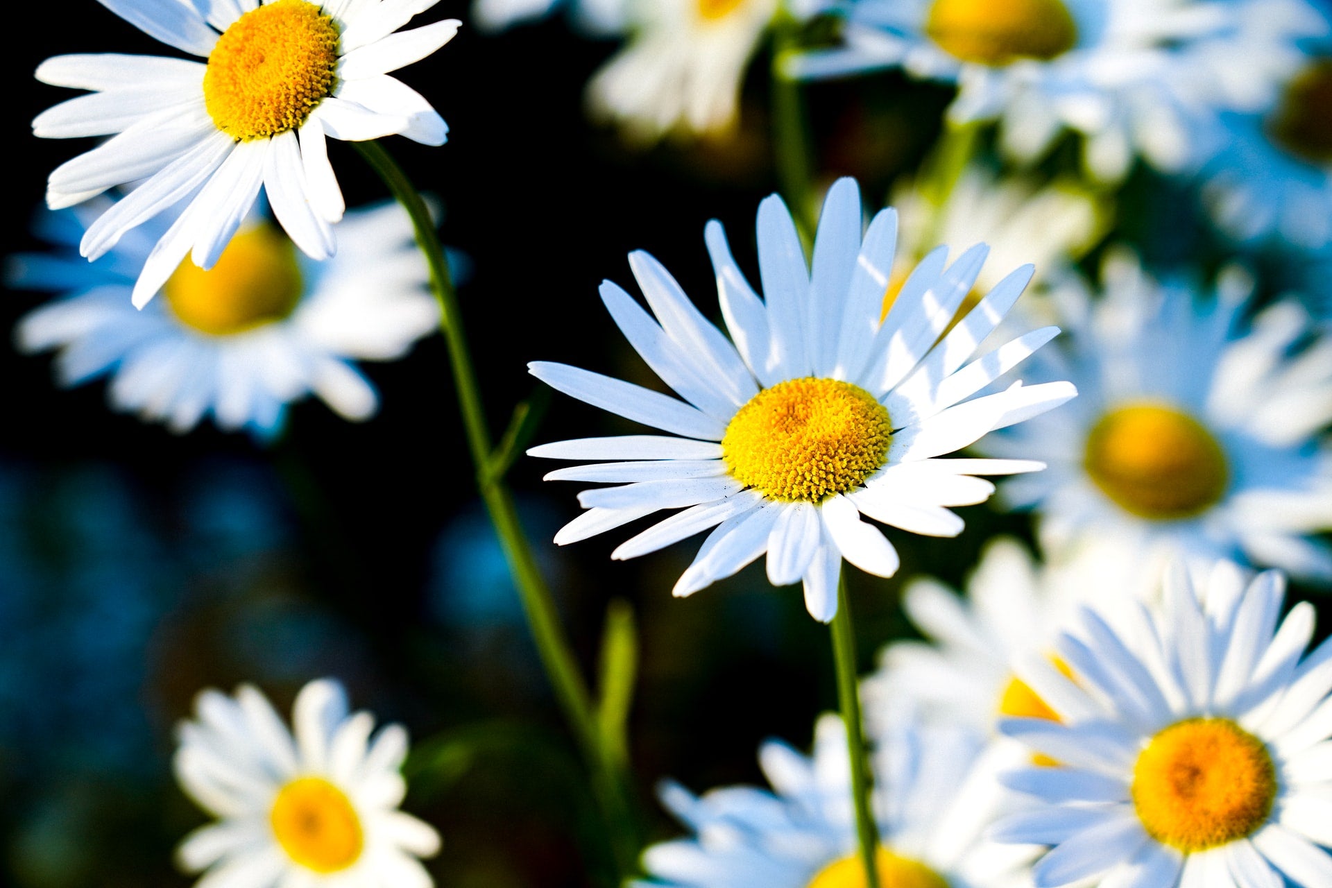 Daisies