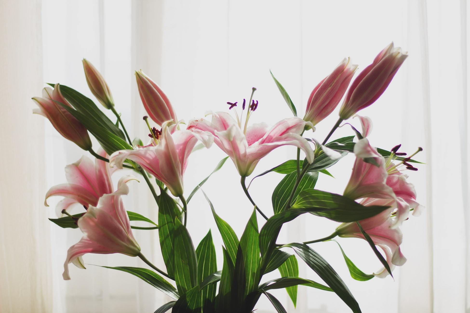 The 10 Best Flowers For Mother's Day | Upscale and Posh