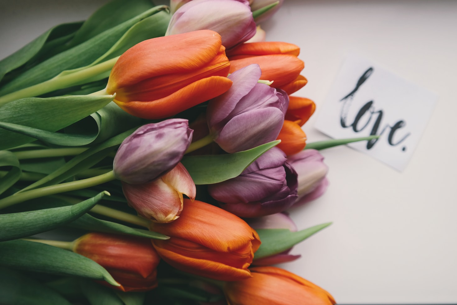 tulips