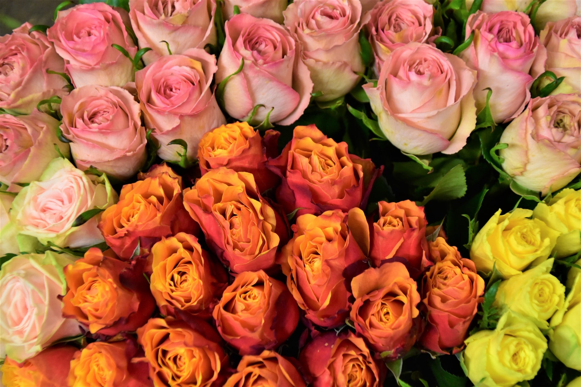 Roses