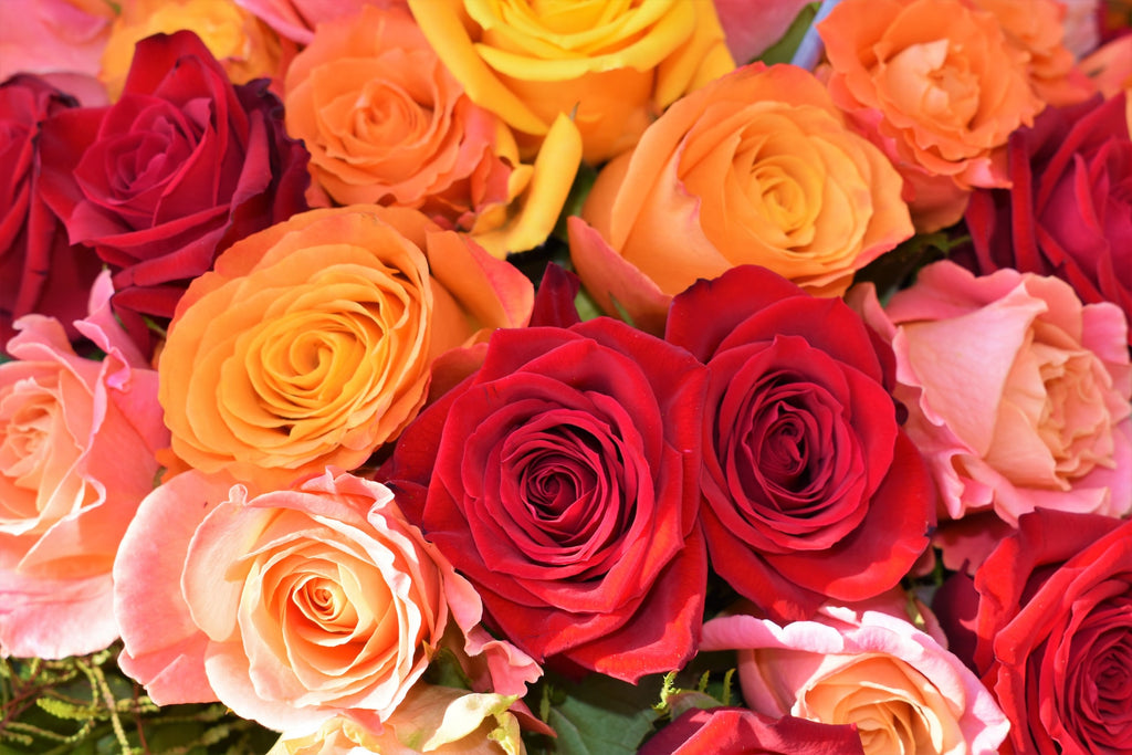 different colored roses
