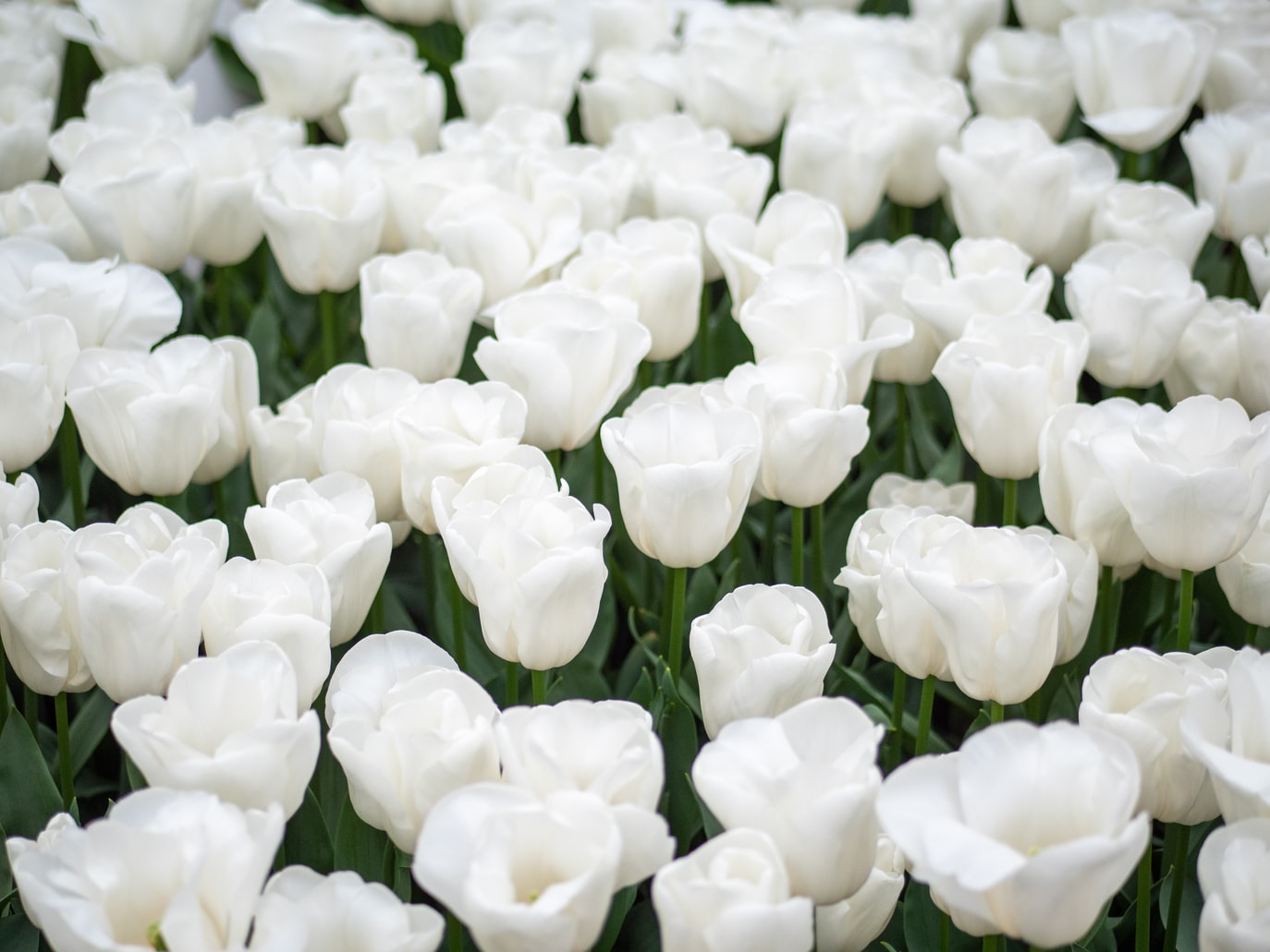 white flowers