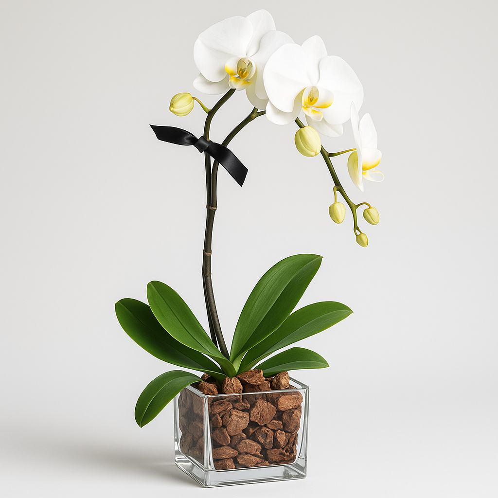 White Phalaenopsis Orchid Single Stem - Real Fresh Plant #Size_Classic