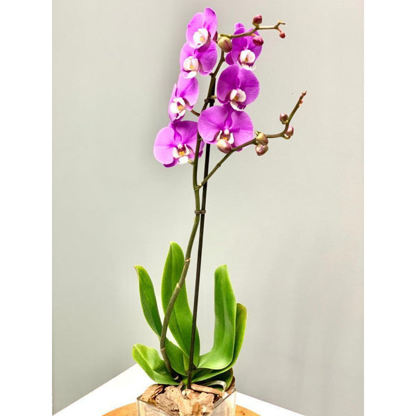 Phalaenopsis Orchid Single Stem - Real Fresh Plant - Upscale and Posh - Same Day Flower Delivery Dubai